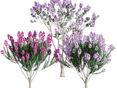 现代开满花朵的景观树木