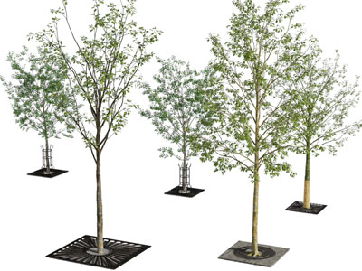 现代景观树木 道旁树木