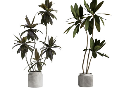 现代花盆盆栽植物