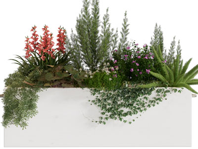 现代花箱 花草花卉盆栽植物