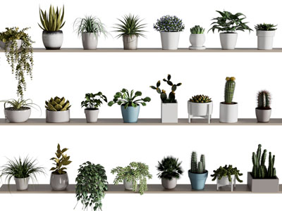 现代花盆盆栽植物