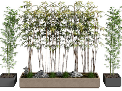 新中式花盆竹子盆栽植物