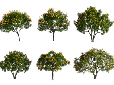 现代景观树木 果树