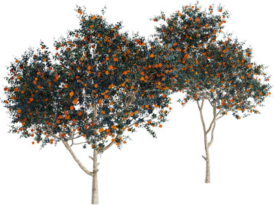 现代结满果实的果树