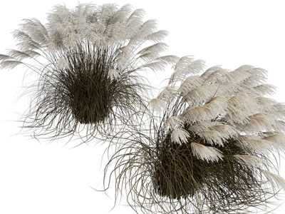 现代芦苇花草植物