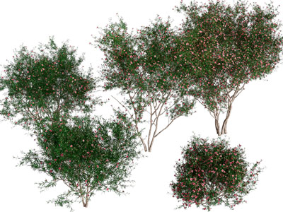 现代开满花朵的景观灌木植物丛