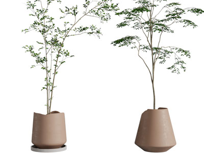 现代花盆盆栽植物