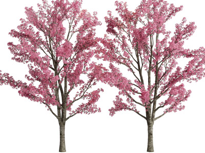 现代开满粉色花朵的景观树木