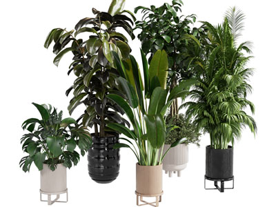 现代花盆盆栽植物