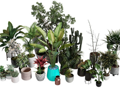 现代花盆盆栽植物