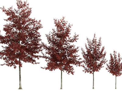 现代红色树叶的枫树