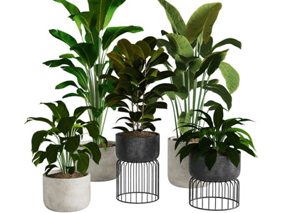 现代花盆盆栽植物