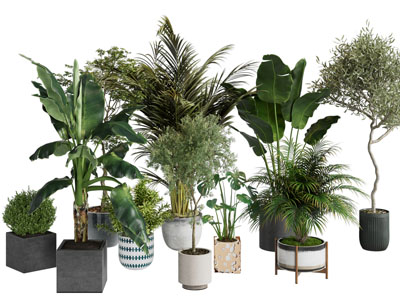 现代花盆盆栽植物