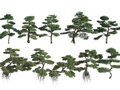 新中式松树 景观树木