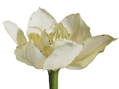 现代开放的花朵