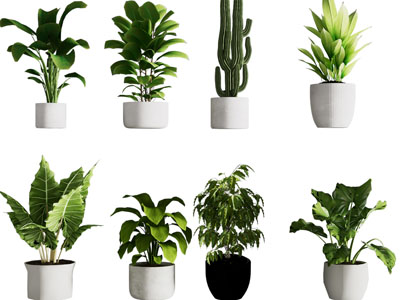 现代花盆盆栽植物