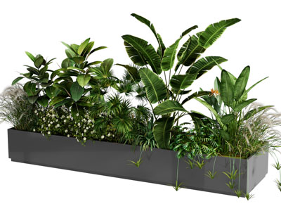 现代花坛盆栽花草花卉植物