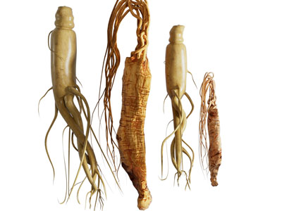现代人参 根茎植物