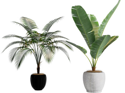 现代花盆盆栽植物