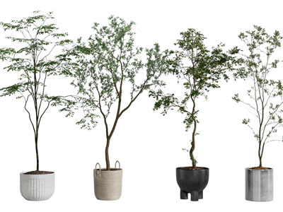 现代花盆盆栽植物