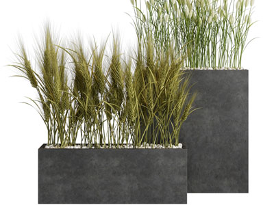 现代户外花箱麦苗盆栽植物