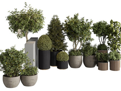 现代花盆盆栽植物