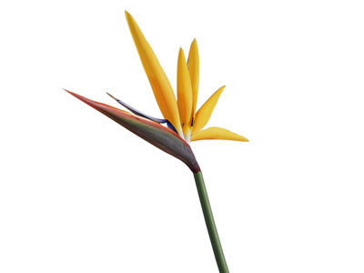 现代鹤望兰花 花卉花草植物