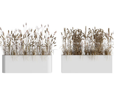 现代户外庭院花坛 芦苇花草盆景盆栽