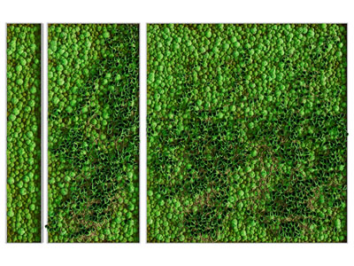 现代植物墙 植物挂画