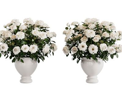 现代陶瓷花瓶花卉