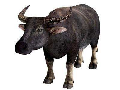 现代水牛 爬行动物