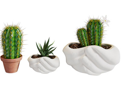 现代多肉植物盆景盆栽