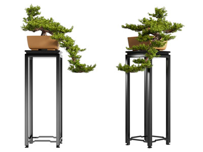 新中式松树盆景盆栽