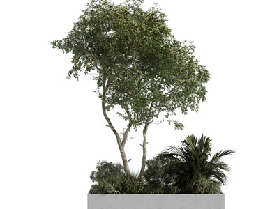 现代户外花坛树木花草盆栽植物