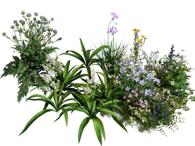 现代花草花卉植物