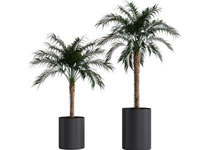 现代黑色花盆盆栽植物