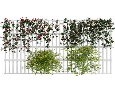 现代藤蔓植物爬架 植物墙