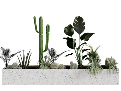 现代花坛仙人掌 花草盆栽植物