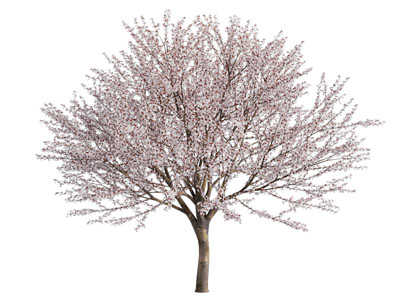 现代开满花的花树