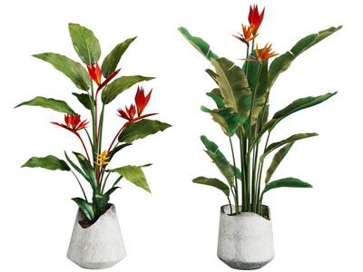 现代花卉盆景盆栽植物