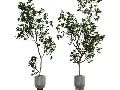 现代花盆盆栽植物