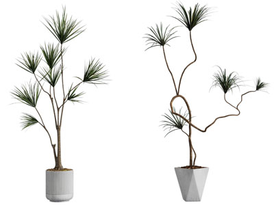 现代花盆盆栽植物