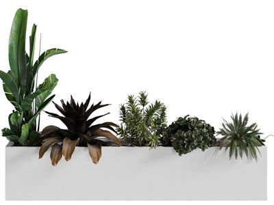 现代花坛 花草盆景盆栽植物