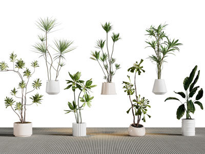 现代花盆盆栽植物