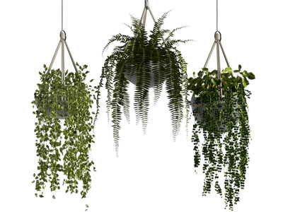 现代藤蔓植物 吊篮绿植3d模型 现代藤蔓植物 吊篮绿植