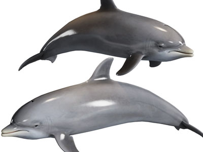 现代海豚 海洋水生生物3d模型 现代海豚 海洋水生生物