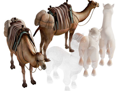 现代骆驼 爬行动物