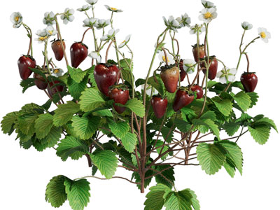 现代草莓水果花草植物