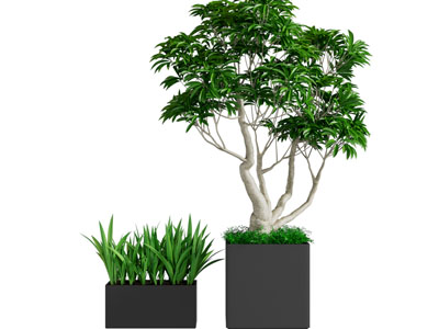 现代盆景盆栽植物