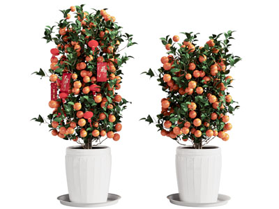 新中式花盆柿子树盆景盆栽植物